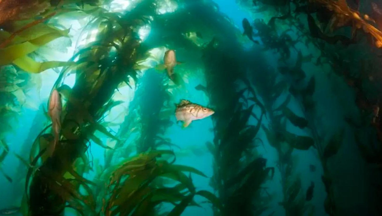 /descubren-bosque-submarino-con-nuevo-tipo-de-algas-gigantes-en-islas-galapagos