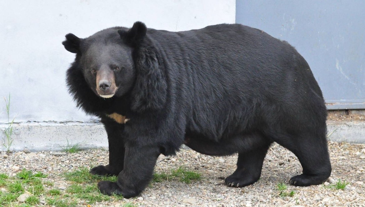 /china-despues-de-dos-anos-familia-descubre-que-su-perro-era-un-oso-tibetano